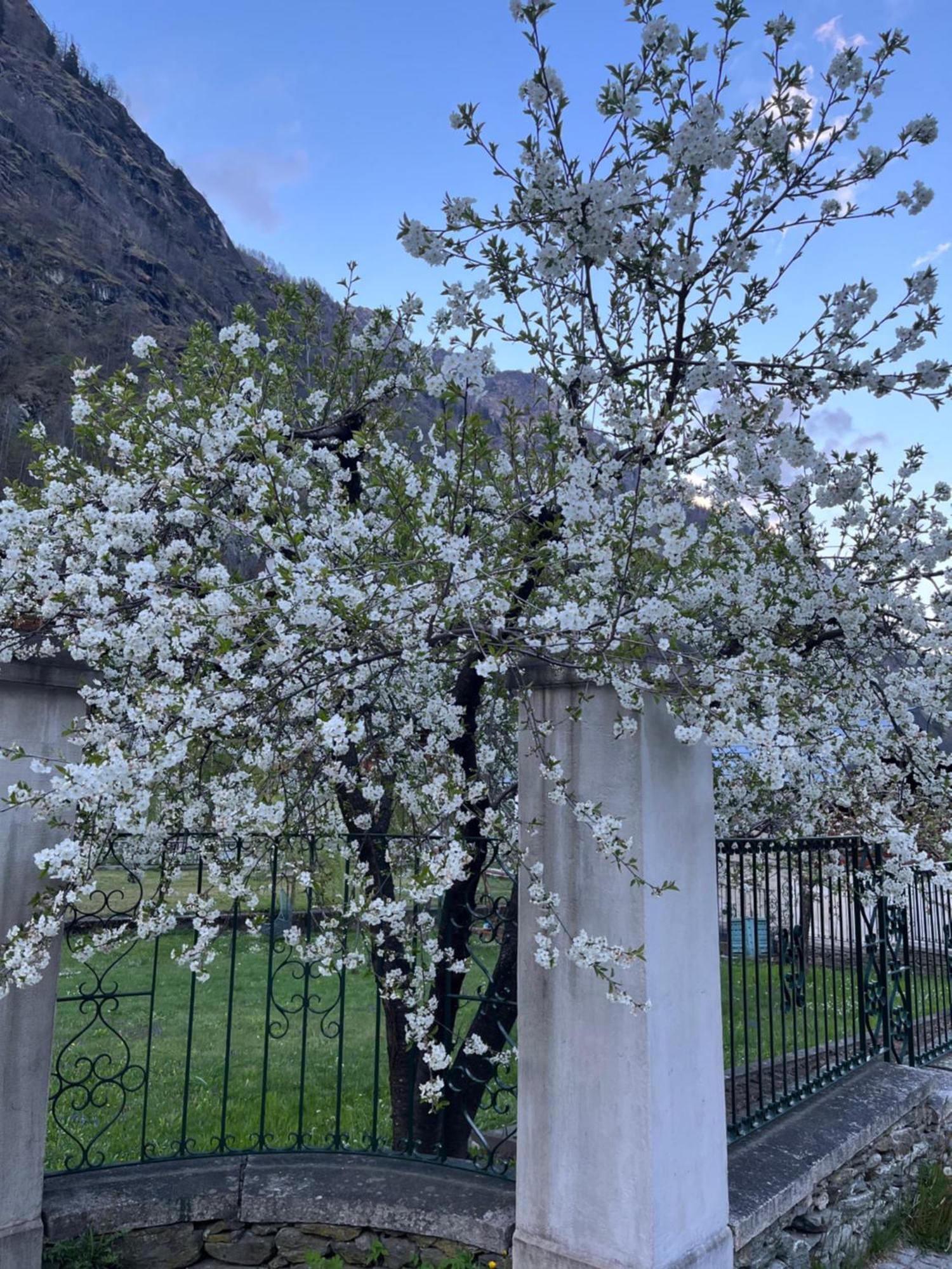 L'Aria Di Casa Acomodação com café da manhã Alagna Valsesia Exterior foto