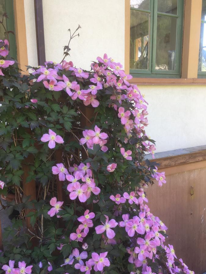 L'Aria Di Casa Acomodação com café da manhã Alagna Valsesia Exterior foto